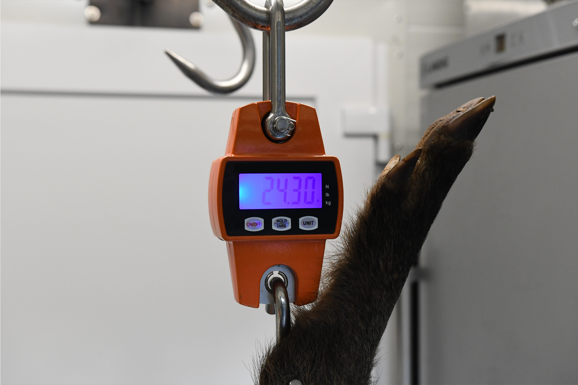 Digitale Wildwaage bis 300kg